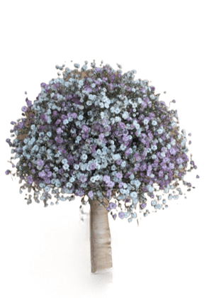 GYPSOPHILA