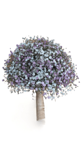 GYPSOPHILA