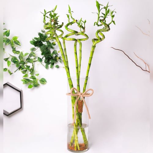 Bamboo