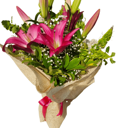 lily pink