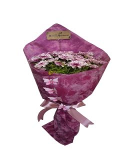 Chrysanthemum-mouv
