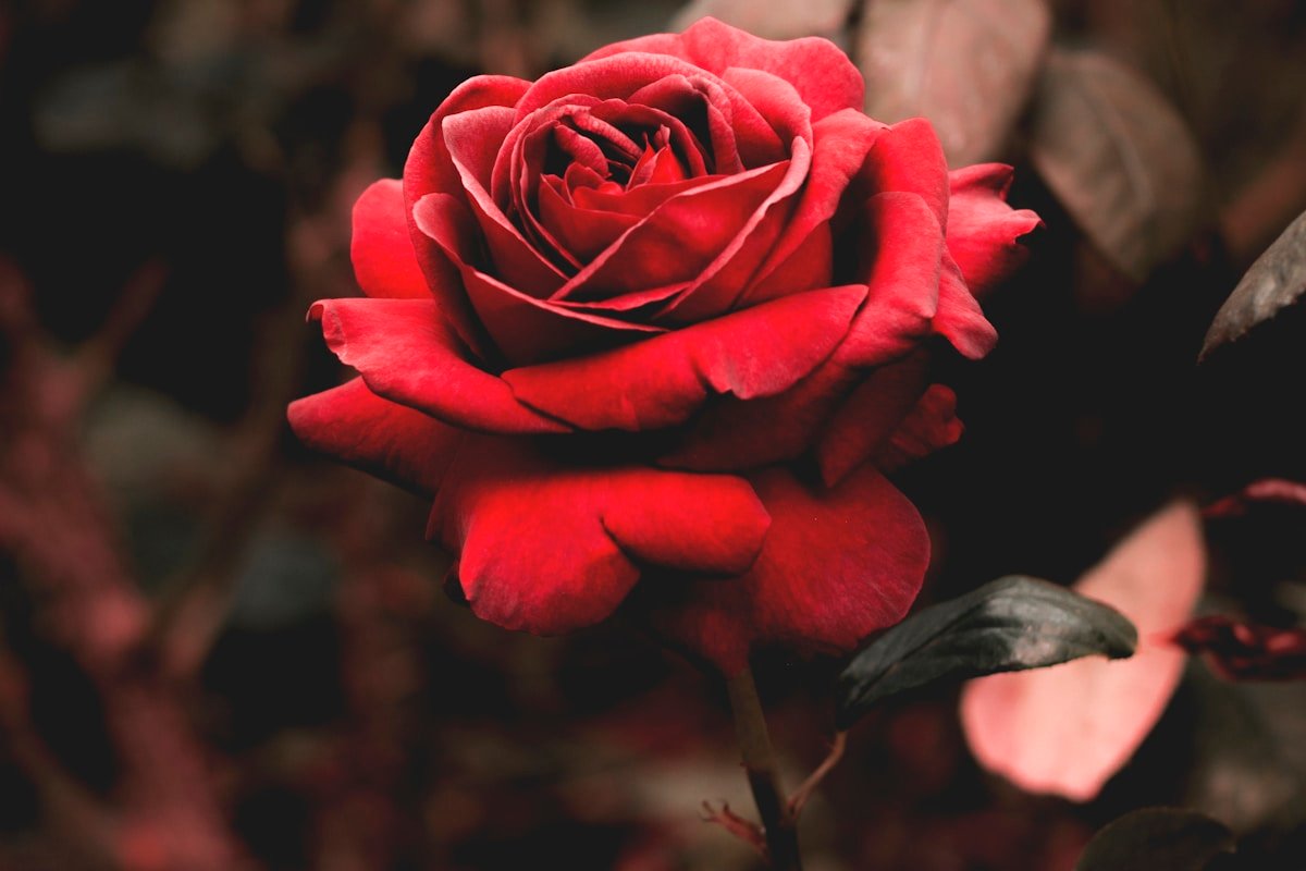 Best Flowers for Birthdays in Egypt: A Complete Gift Guide